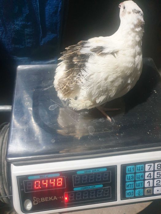 Инкубационнын перепелинные яйца