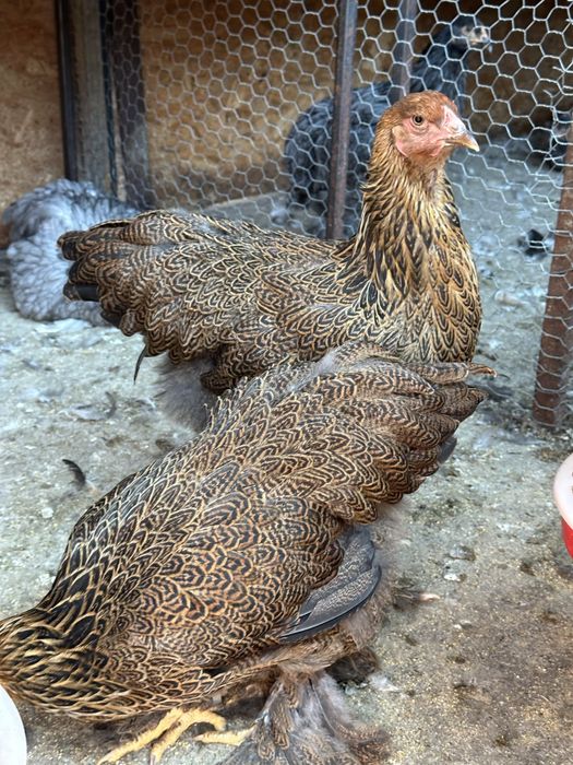 Disponibile perechi brahma potarnichiu si lemon