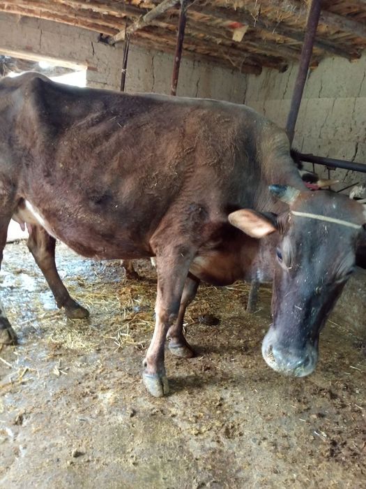 Ona bola sigir shvet qizil 2ta ona bola sigir