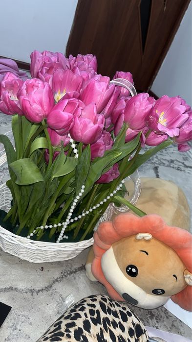 Тюльпан свежа 35шт очень красивая