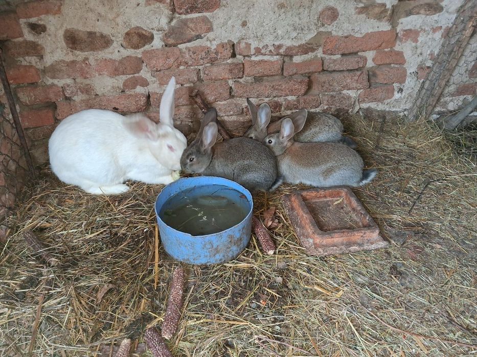 Iepurași de vânzare.Detalii la telefon