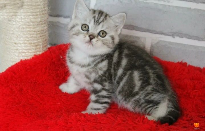 Шотланские котята