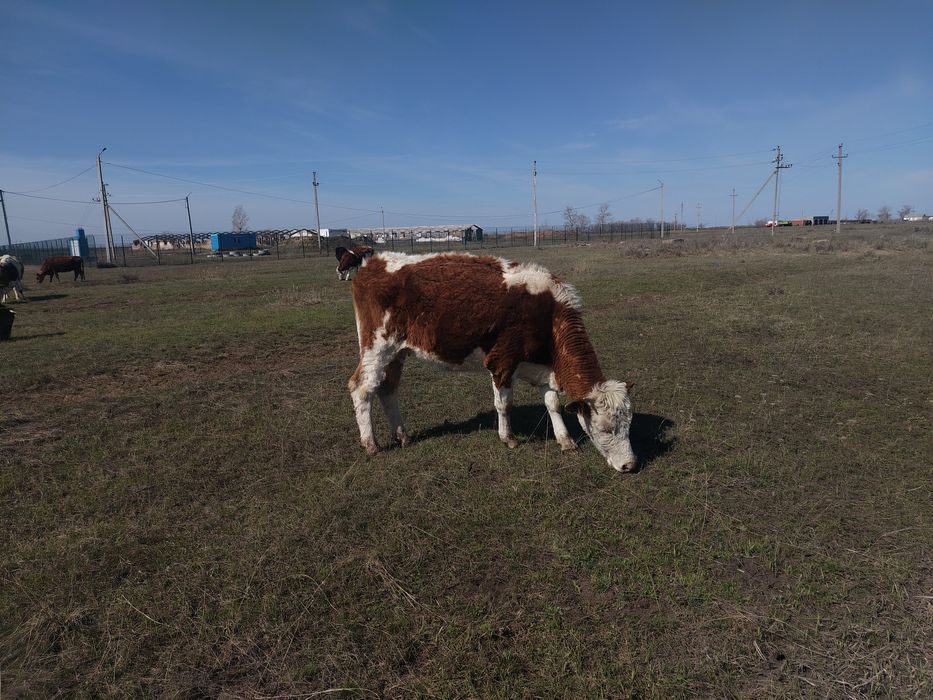 Крс корова телета