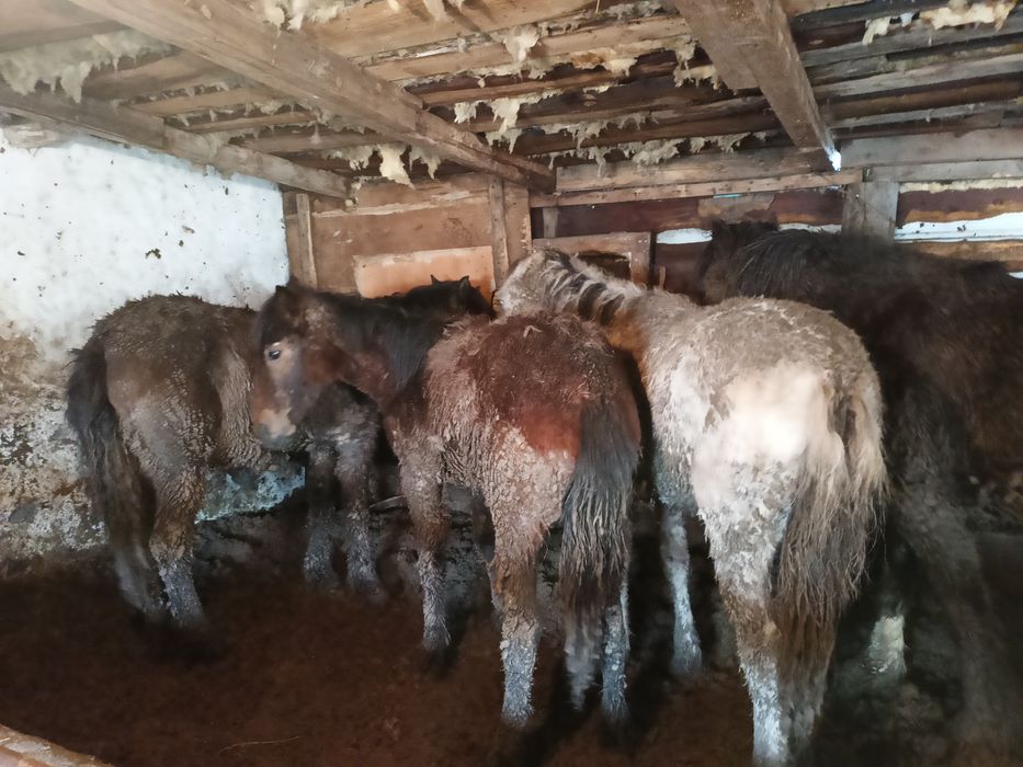 Жабағы сатылады.