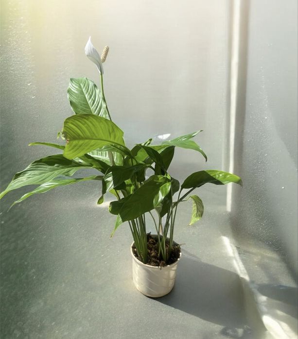 Спатифилум  в керамична саксия