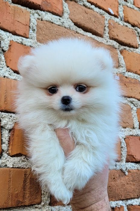 Померан-мини шпиц!!!