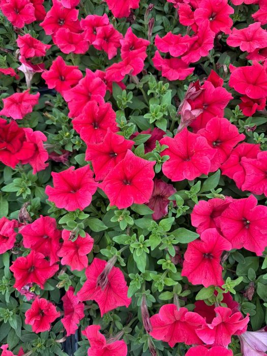 Петуня цветы рассады