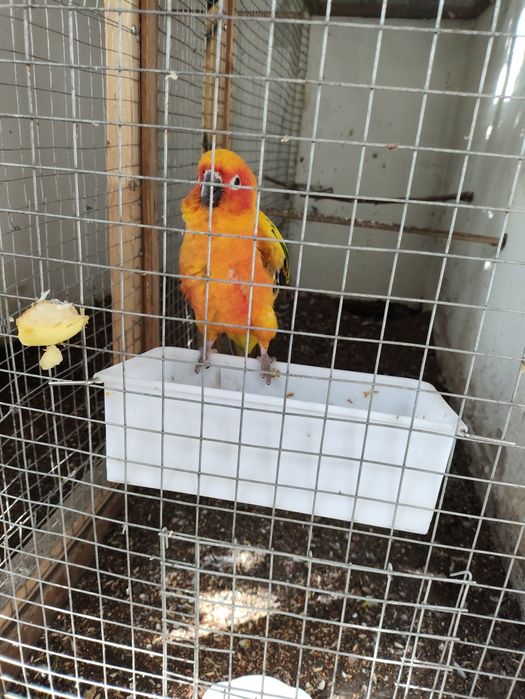 Попугай солнечный аратинга.