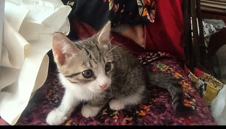Пристраиваются   котята