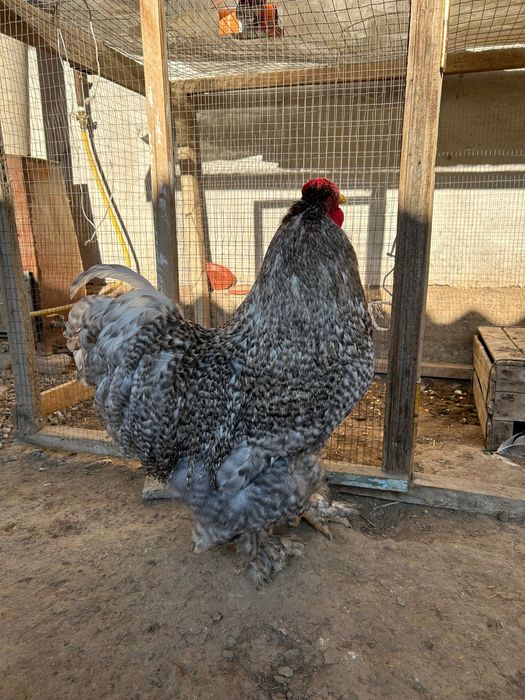 Пара Брама-Кох Петух с курицей