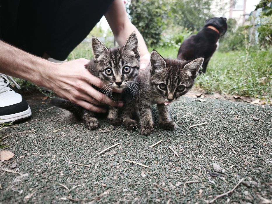 Отдам котят бесплатно