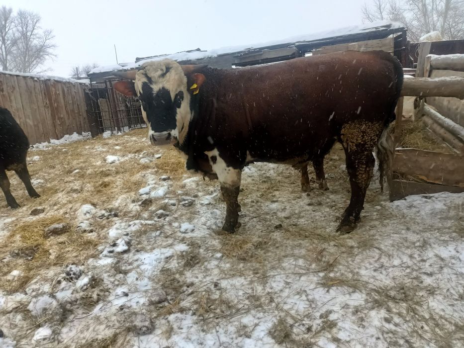 Продам 3 быка...