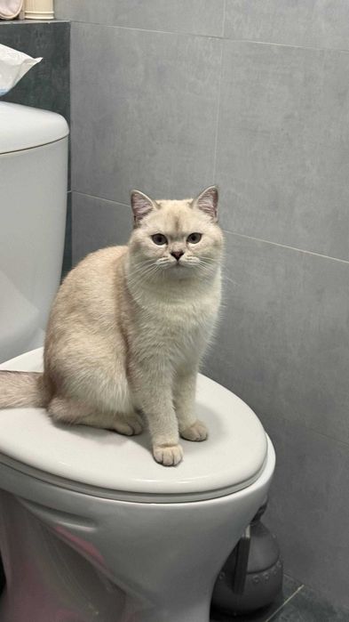 Серебристая шиншилла