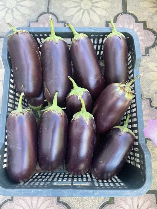 Баклажаны домашние