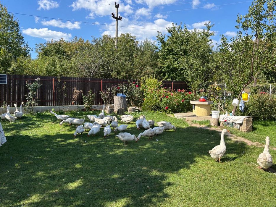 Gâște albe românești – crescute natural în gospodărie – Dobreni, Neamț