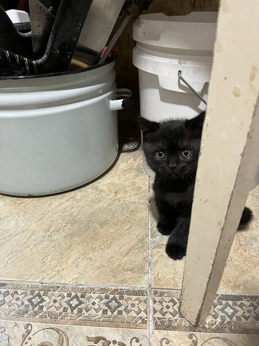 Котенок шотландец