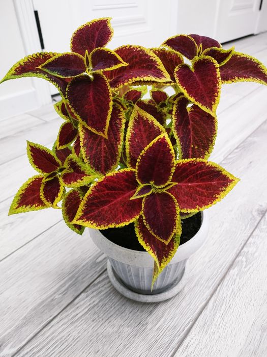 Шикарные растения. доставка