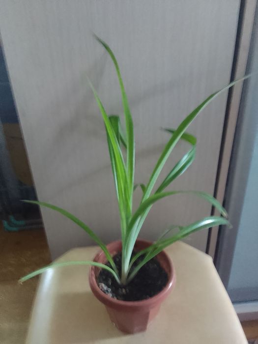 Продам комнатные цветы