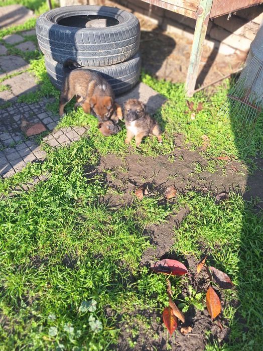 Малки кученца - дребни