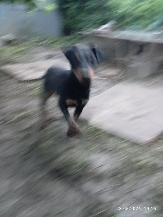 Қалған сурет жоқ