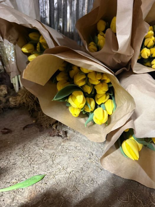 Тюльпаны оптом  и в розницу 350тг