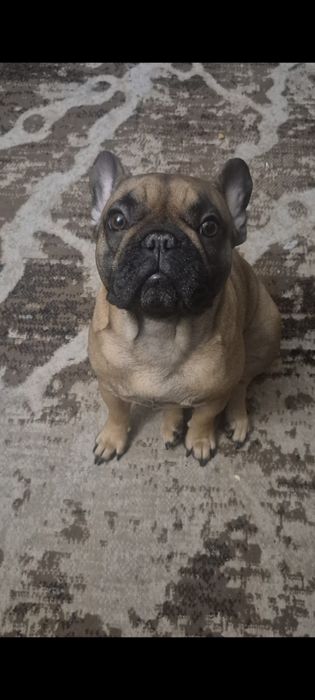 Продам щенков французского бульдога(Бронь)