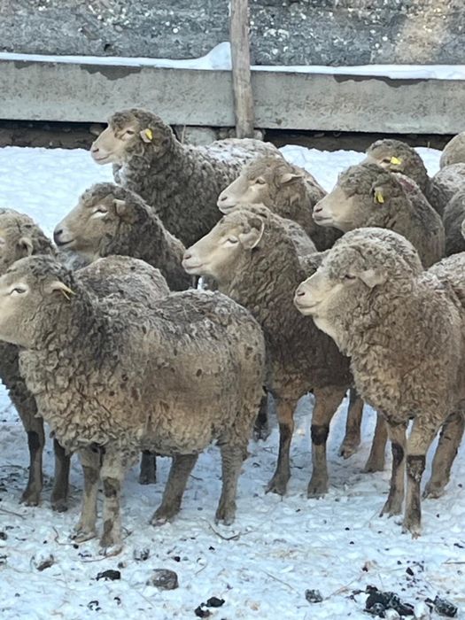 Кобылы бараны с откорма