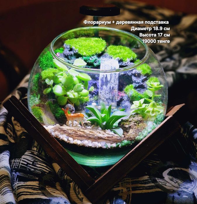 Флорариум, суккуленты