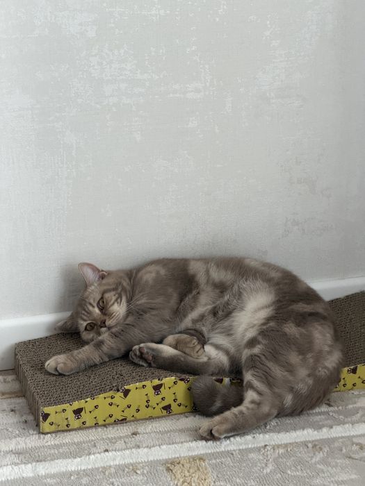 Отдает шотладского котенка