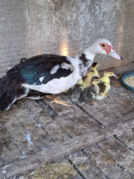 Rațe cu moț o familie  si o rața muta cu 12 rațe mici