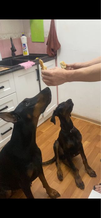 Отдам В добрые руки!