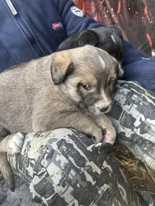Щенки бесплатно в добрые руки