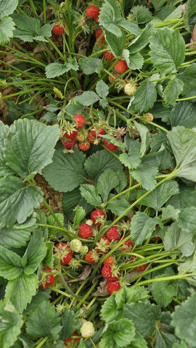 Продам  клубнику