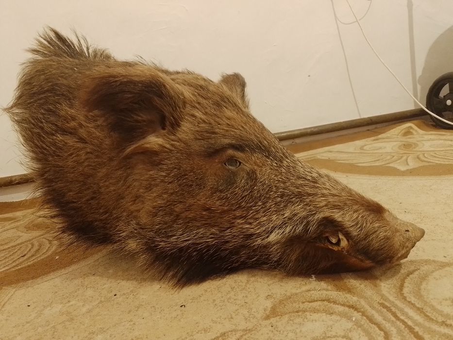 Телевизор, қабаның басы