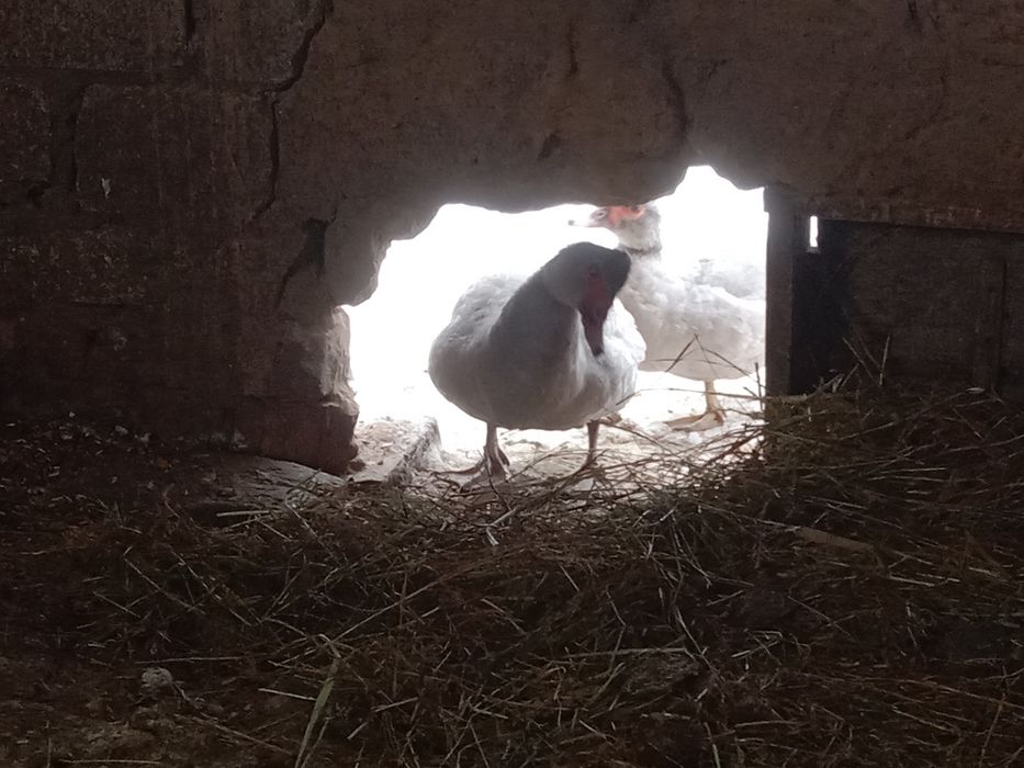 Продам индоуток лаванда две семьи