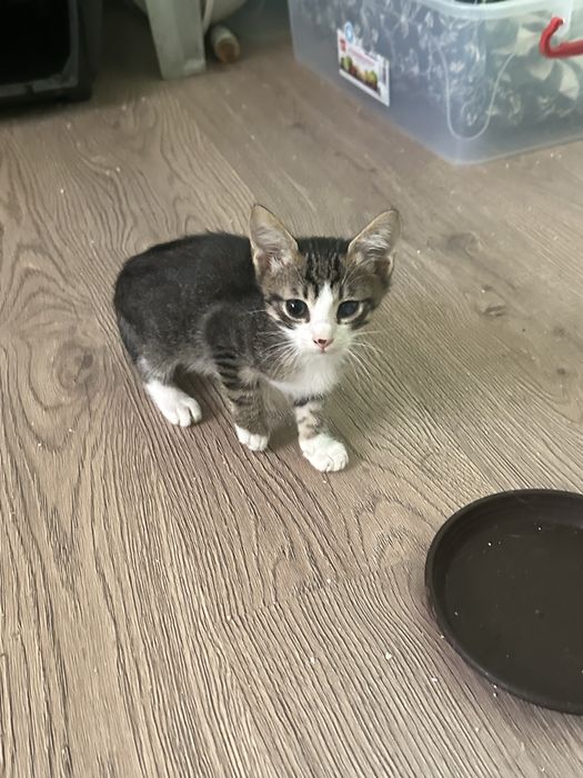 Ofer spre adoptie doi pisicuti de apoximativ 2 luni. Pisicutii mananca singuri si merg la litiera.
