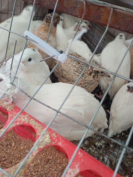 Проются перепелки