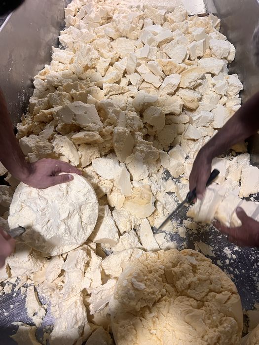 Переработка сыр, моцарелла, сулугуни, брынза