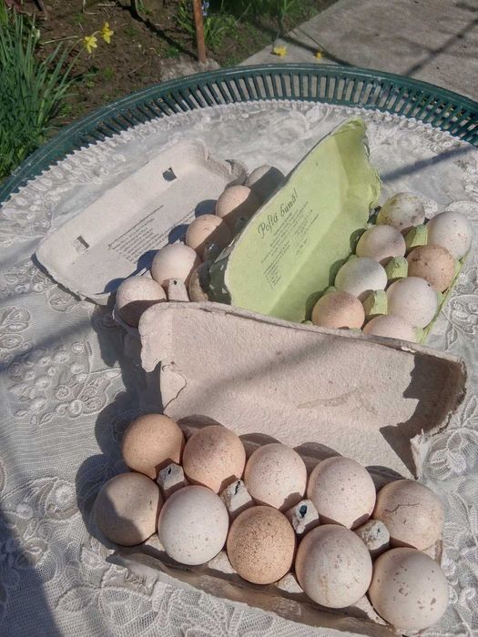 Oua curca consum/incubat american sălbatic