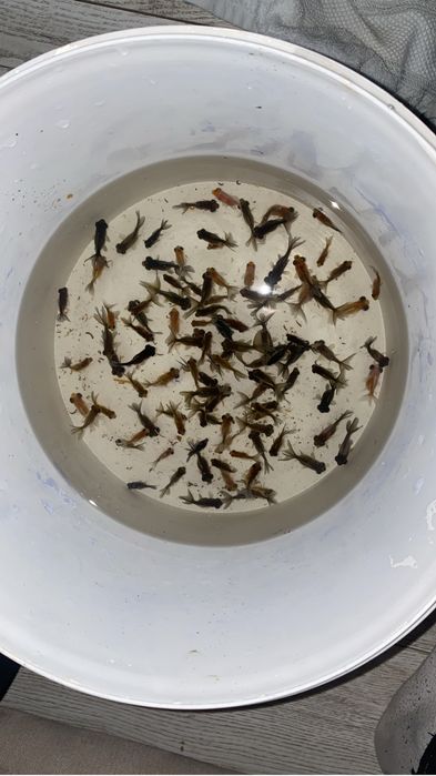 Продаются оранды по приятным ценам