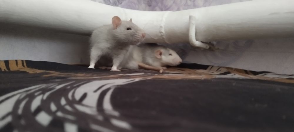 Продам 2 замечательных крыс