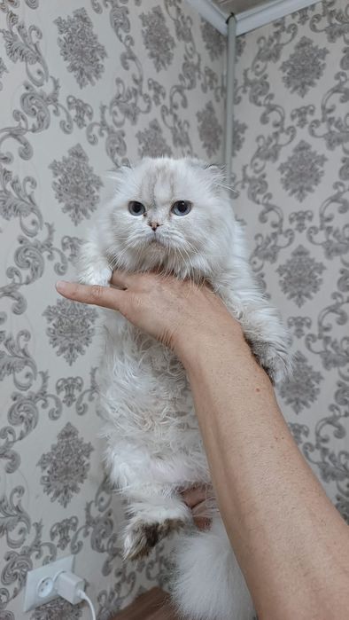 Отдам кошку девочку