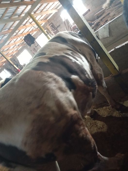 Бычки 2,5 годовалые