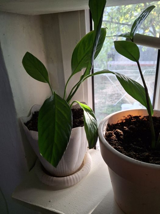 Комнатные цветы распродажа!