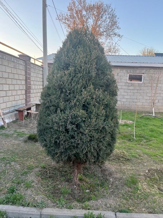 Продается Туя и Можевельник