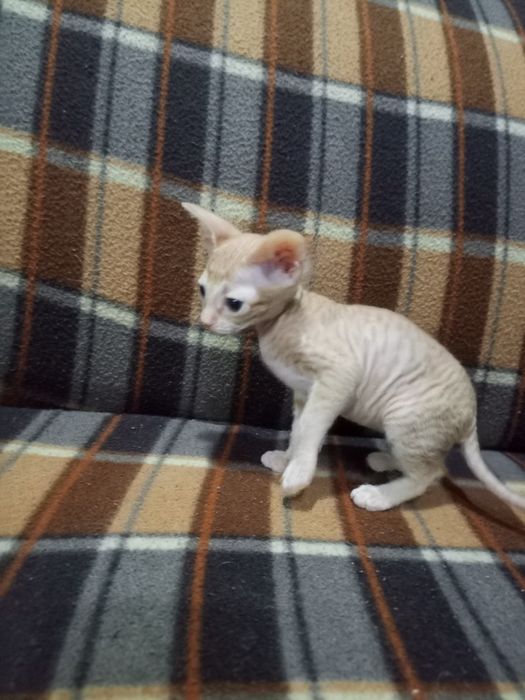 Продам котёнка сфинкс бращ