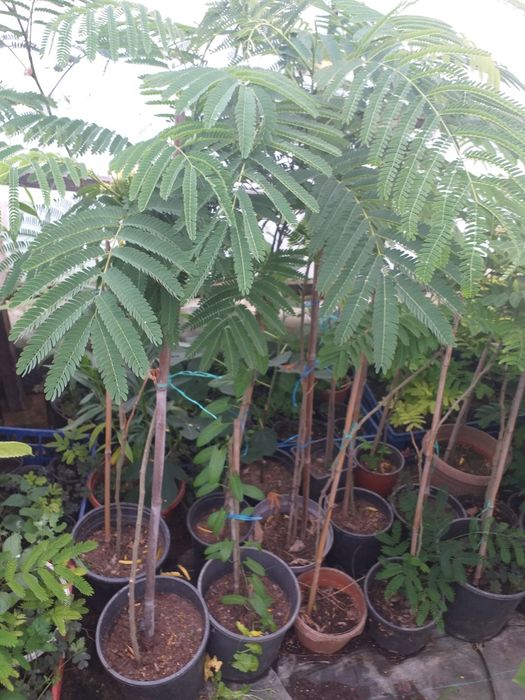 Vand puieti de arbori de mătase la ghiveci