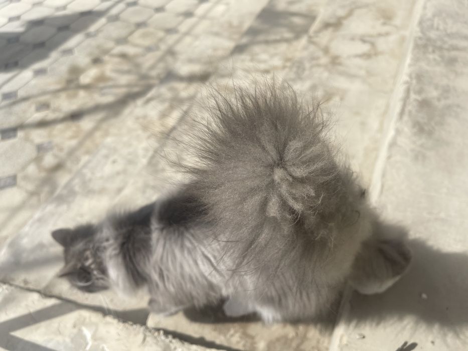 Britaniya uzun jun mushugi