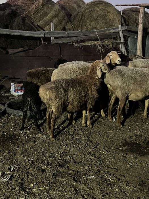 Продам баранов живым весом