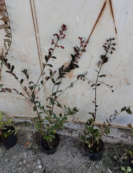 Продавам Индийски люляк